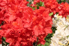 Killikus&reg; Fotographie